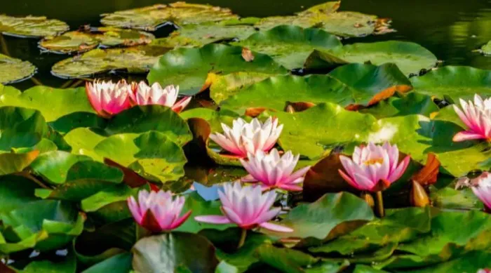 Plantas Aquáticas