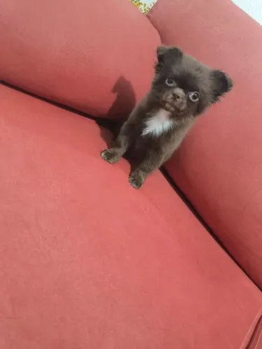 Chihuahua macho pelo longo chocolate
