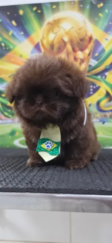 Shihtzu Macho Chocolate
