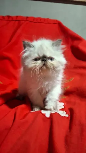 Gata fêmea persa