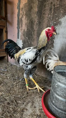 Galo Índio