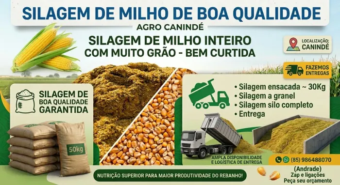 SILAGEM DE MILHO A PARTIR DE R$ 0,80/KG