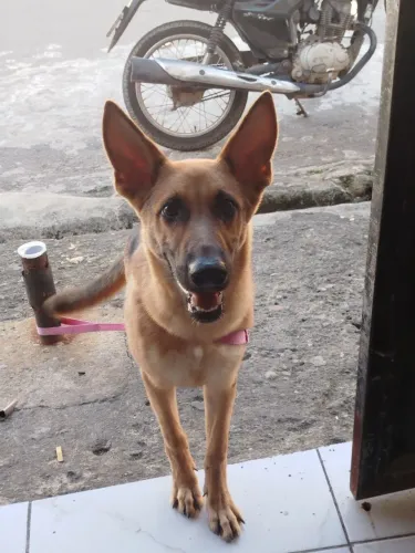 Cachorro pasto alemão femea