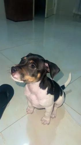 Filhote de fox paulistinha macho com Pedigree