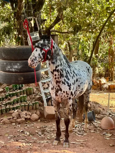 Cobertura de cavalo persa