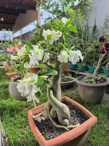 Flores brancas, planta.