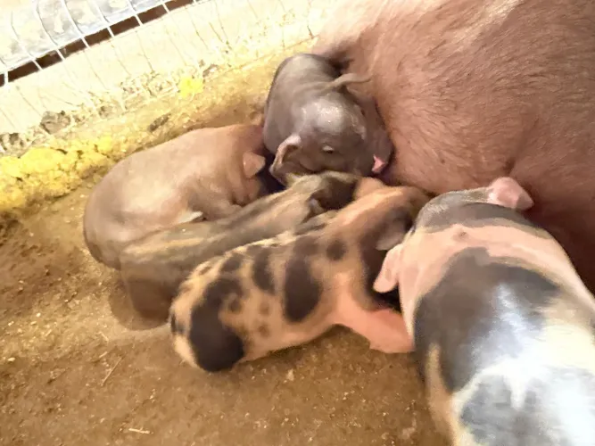 Mini porco ou mini pig