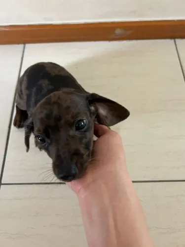 Cachorrinha salsicha 