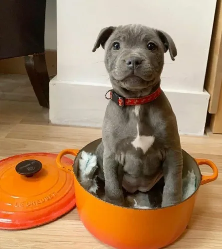 Pitbull - A Cidade Ganhou Uma Dose Extra De Fofura !