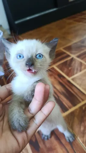 Doa-se gatinhos 