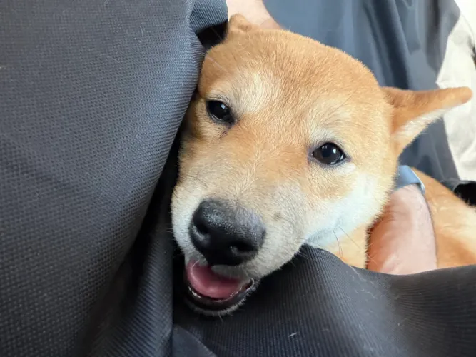 Fêmea de Shiba Inu com 7 meses