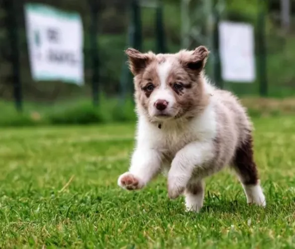 Border Collie Esperto e Companheiro | Loja Física + Pós-Venda