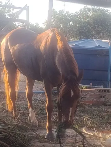 Cavalo, iniciando na vaquejada