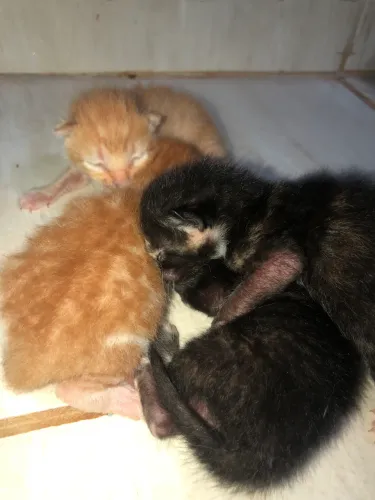 gato pra doação 