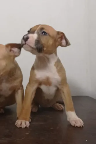 Filhote de BULL TERRIER com PITBULL