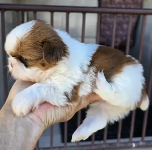 Shihtzu Mini Filhotes Tricolores Apaixonantes.