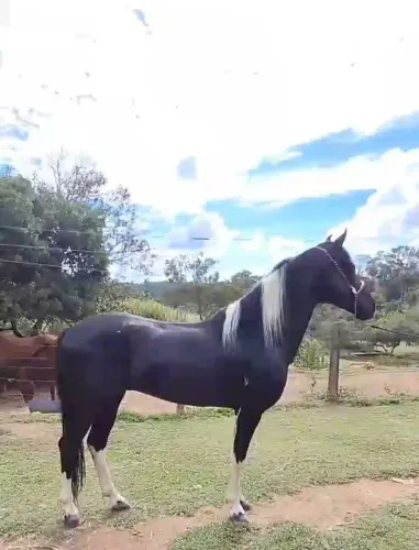 GARANHÃO LUXOOOOO (marcha picada)