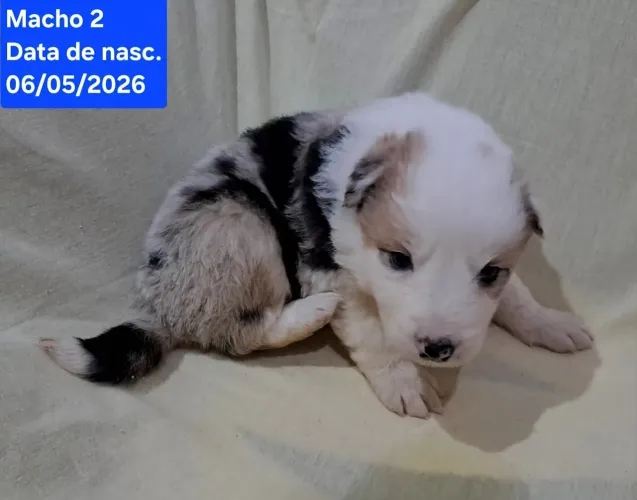 Border collie melhores amigos.