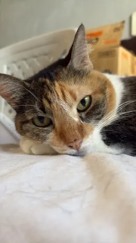 Gato para adoção