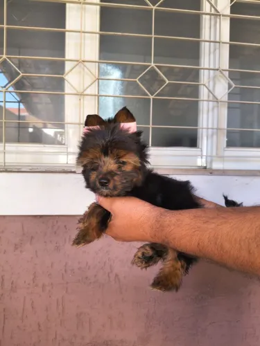 Yorkshire disponíveis