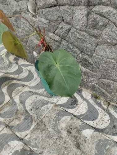 Planta Anturio