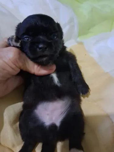 Shitzu para a resrva