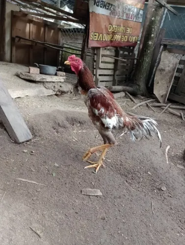 Galo indio