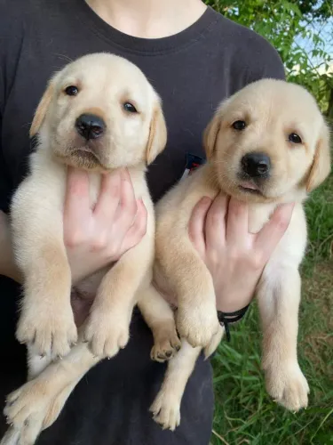 Filhote de labrador o filhote que torna qualquer dia mais feliz