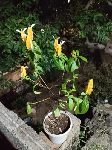 Preço bom plantas camarão amarelo