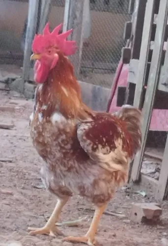 Galinha gsb