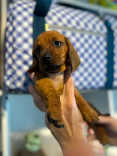 Os.espertos dachshund