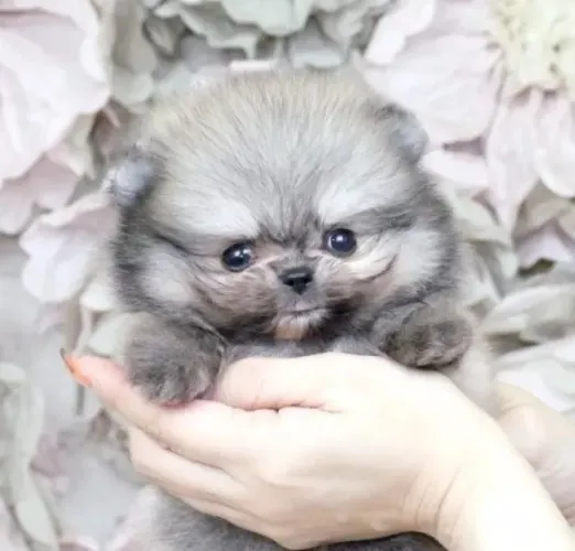 Filhotes spitz alemão/lulu da pomerânia pelagem densa dócil saudável