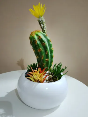 Lindo arranjo de suculentas permanentes em vaso de ceramica