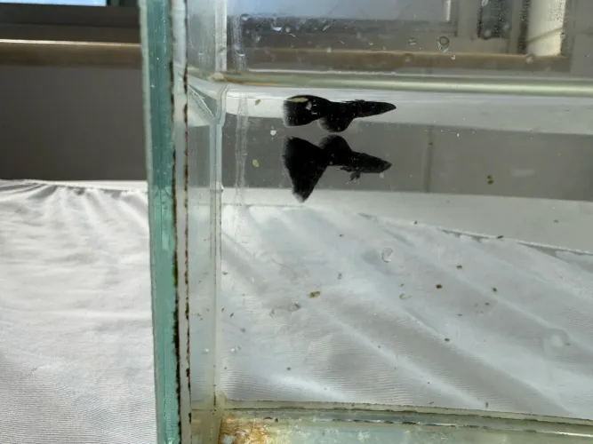 Trio de Guppy 