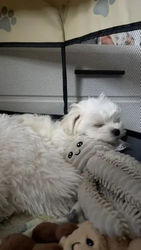 Maltês Uma fofura que pode mudar seus planos