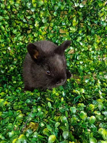 Vendo coelhos gigante de Flanders e gigante crioulo 
