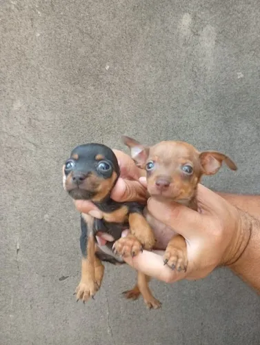 Pinscher Zero ativo e saudável