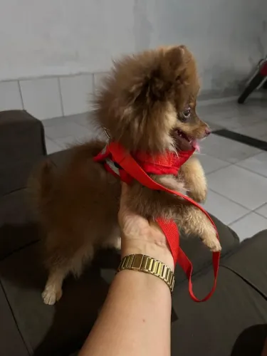spitz alemão Fêmia 5 meses
