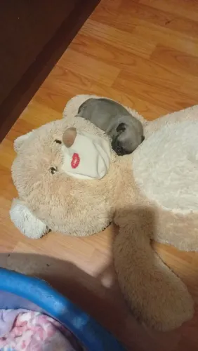 Vendo filhotes de Pug cor abricó com a primeira vacina,é comendo ração seca.