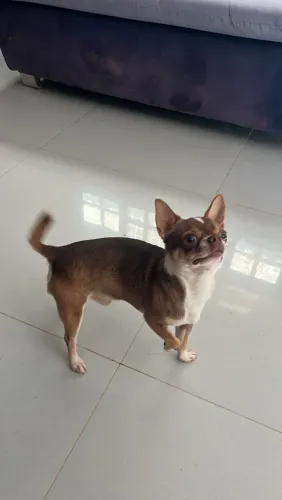 Macho de chihuahua