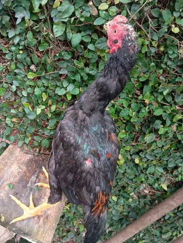 Vendo Frangos índio 4 meses