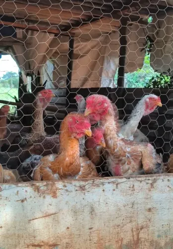 Ovos Galados de Índio Gigante