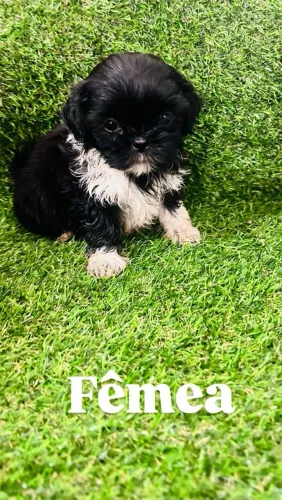 Filhotes de Shih Tzu fêmeas disponíveis