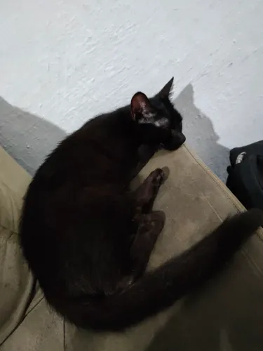 Gato pra adoção