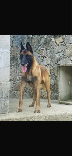Vendo Filhotes de Pastor Belga Malinois com Pedigree