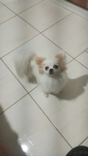 Lulu da Pomerânia anã 