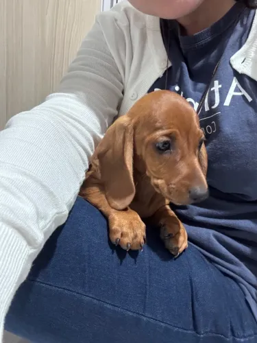 Vendo filhote macho de cachorro linguicinha (Cofap/ Dachshund)