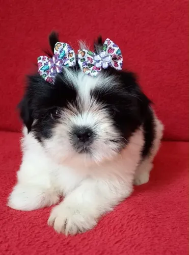 shiitzun mini