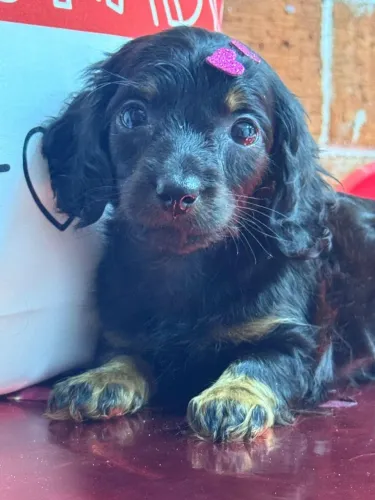 Dachshund black and tan 
