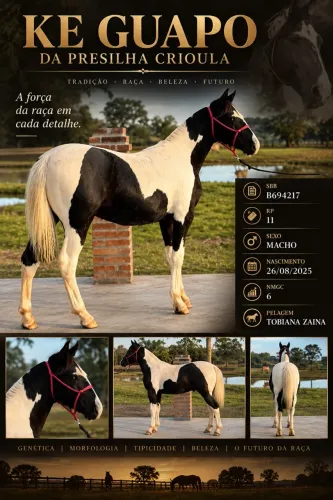 Cavalo Tobiano